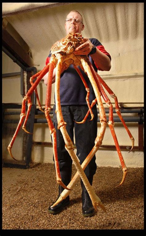 Meet Crabzilla | The Largest Crab Ever Caught | Bit Rebels | Beautiful ...