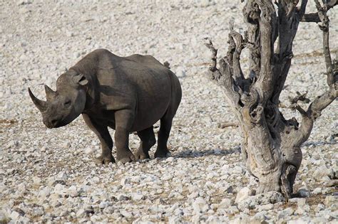 Private Namibia Safari Tours | Private Tours of Namibia | Namibia Safari