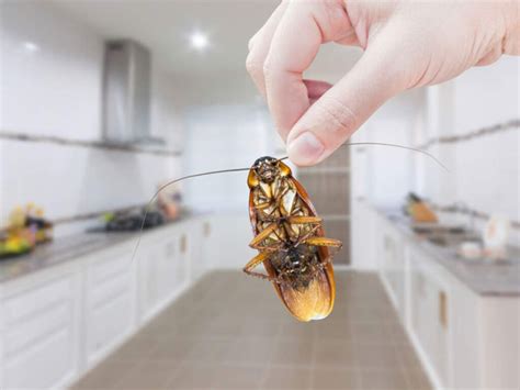 How Can Cockroach Infestation Affect Your House? - Free Bie Happy ...