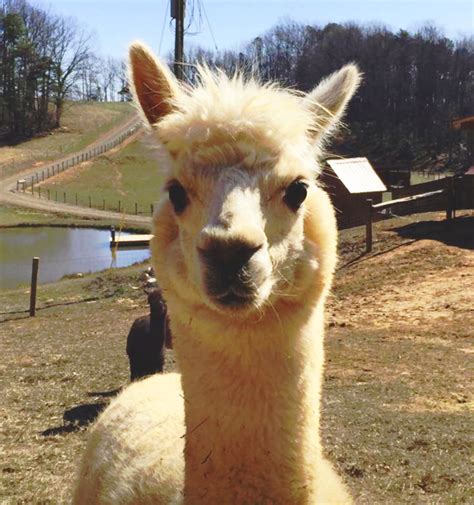 Alpaca/Llama Farm Tours - Yadkin Shuttle Service