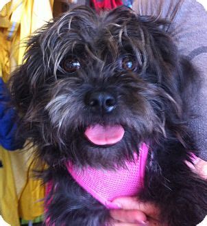 Princess Maria | Adopted Dog | Homestead, FL | Shih Tzu/Affenpinscher Mix