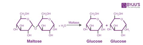 Enzyme Names - Naming & Classification, EC Numbers, Six Classes Of Enzymes