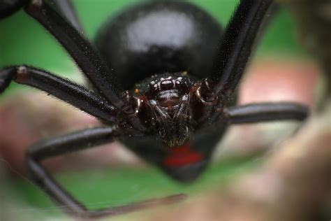 Female Black Widow (Latrodectus hesperus) | Found under a ro… | Flickr