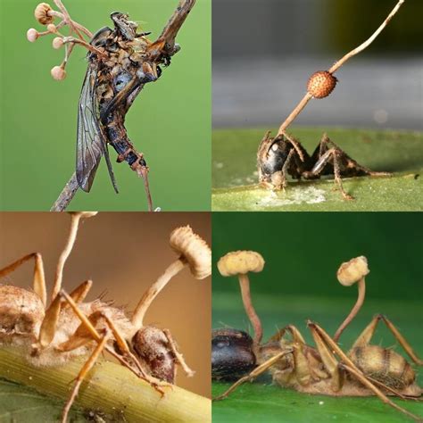 Cordyceps Fungus growing from an ant it had infected : r/pics