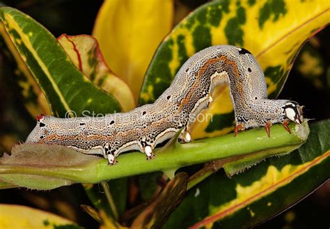 Best Photos of Australian insects, photographs of caterpillars in Australia