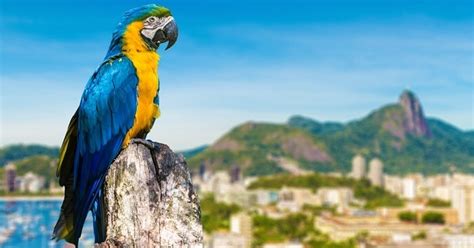 Brazil Wildlife: Guide For The Land Of Much Celebrated Fauna