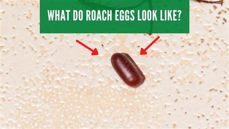 Cockroach Eggs: Identification & Removal Guide