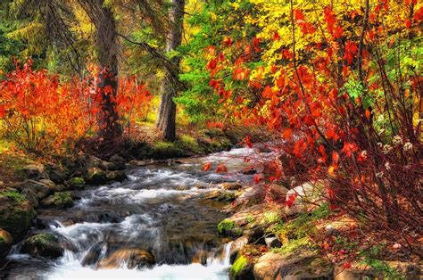 forest, River, Trees, Autumn, Nature Wallpapers HD / Desktop and Mobile ...