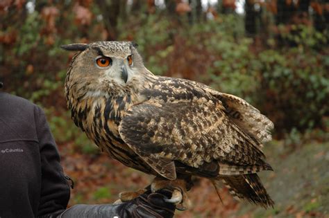 Eurasian Eagle Owl - Wildlife Images Rehabilitation and Education Center