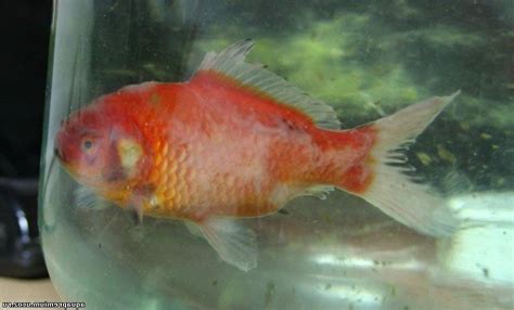 Aquarium fish diseases photos