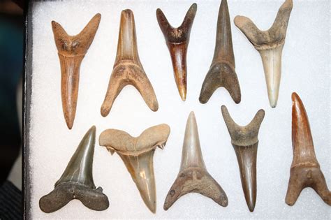 Larger, Worn Goblin Shark Teeth - Members Gallery - The Fossil Forum