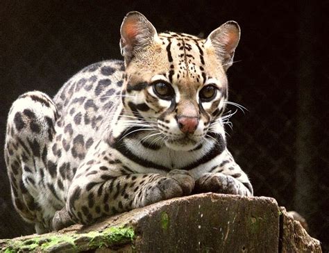 Ocelot - A-Z Animals