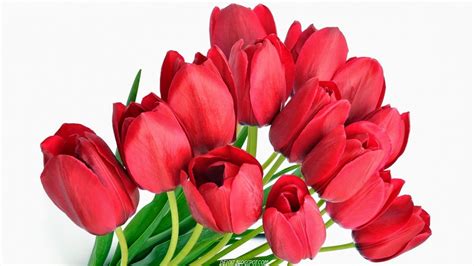 10 Wallpaper Bunga Tulip Merah | Deloiz Wallpaper