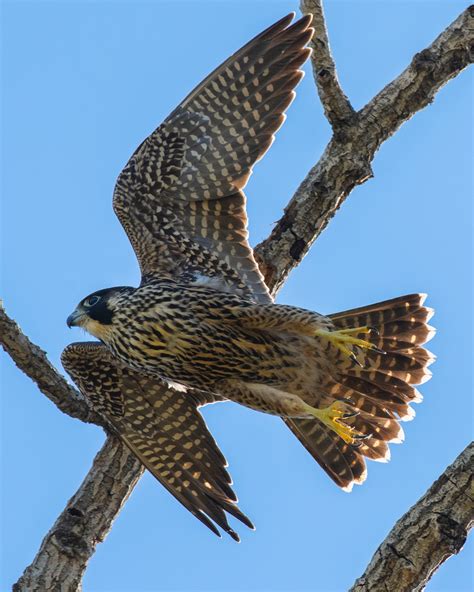 Falcon on Flight · Free Stock Photo