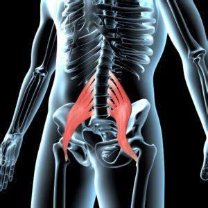 Your Psoas Muscle Is Key to Good Alignment and Fighting Back Pain