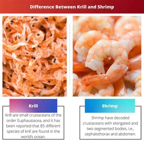 Krill vs Shrimp: Difference and Comparison