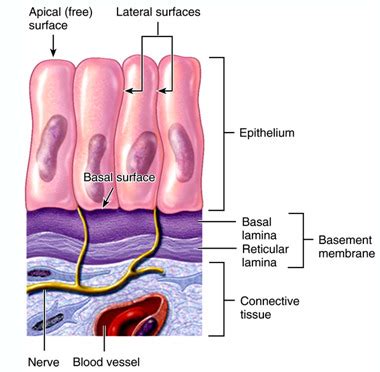 Unit 3 Histology Epithelial tissue Flashcards | Quizlet