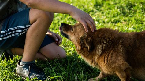 Esto es lo que les ocurre a los niños que juegan con perros cuando son ...