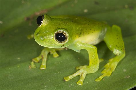 Nicaragua Giant Glass Frog Facts and Pictures