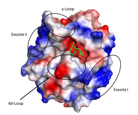 Thrombin - Proteopedia, life in 3D