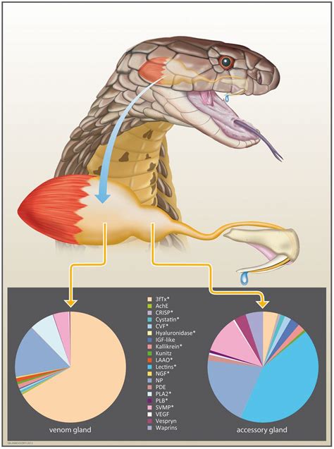 How Does King Cobra Venom Work?