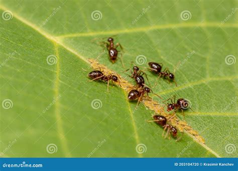 Brown Ants Eating Aphids, Larvae on a Green Leaf. Stock Photo - Image ...