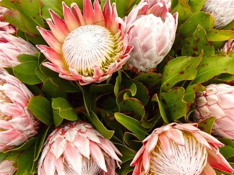 GROWING PROTEAS - Blackwoods.co.za | Protea flower, Protea plant ...