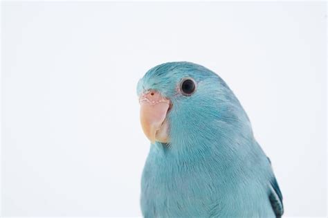 Blue Parrots - A Helpful Guide With Photos - Parrot Website