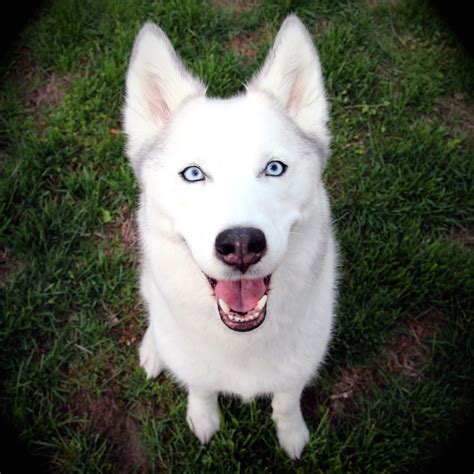 Husky Mix Breed Dogs | 45+ Most Adorable Husky Mixes | WITH PICS ...