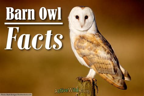 Barn Owl Facts, Pictures & Information; Meet A Silent Nocturnal Hunter