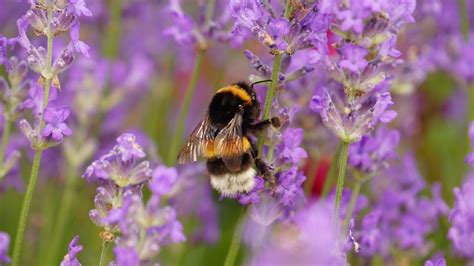 Best bee friendly plants: 12 beautiful ideas to try in your garden ...