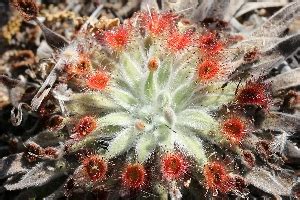 Australian Carnivorous Plants - Droseraceae