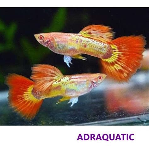 Jual IKAN HIAS GUPPY PHOENIX AIR TAWAR di Seller ADRAQUATIC Official ...