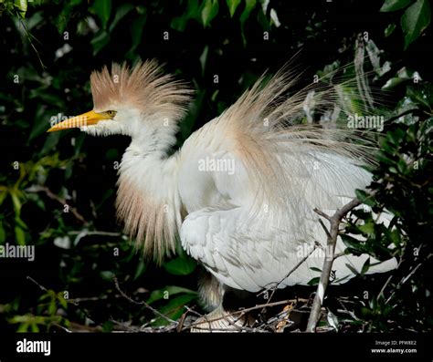 cattle egret breeding plumage display Stock Photo - Alamy