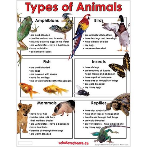 Classifying animals worksheet free printable pdf for kids – Artofit