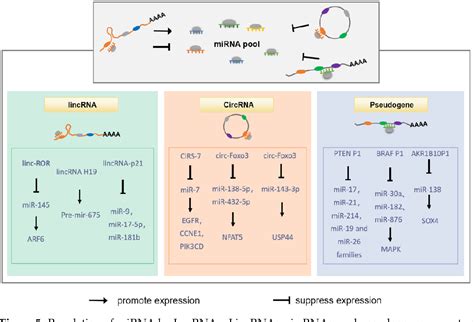 Figure 1 from Mechanisms Controlling MicroRNA Expression in Tumor ...