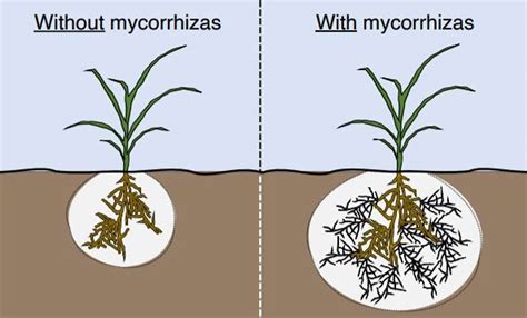 Mycorrhizal Fungi - Our Tiny Underground Allies | ECHOcommunity.org