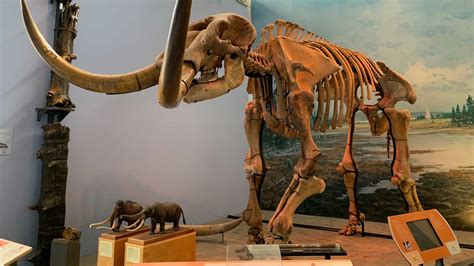 The Hyde Park mastodon, 13,000 + 20 years later — Paleontological ...