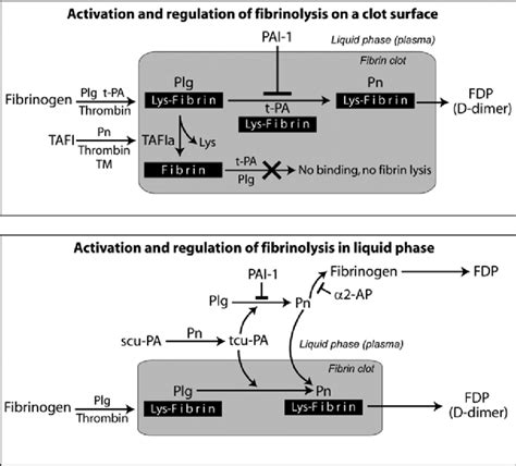 11 Schematic diagram of fibrinolysis on the fibrin clot surface and in ...