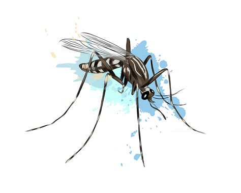 Mosquito from a splash of watercolor, colored drawing, realistic ...