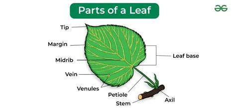 Parts Of Leaf Structure, Types How Leaves Work Function And, 60% OFF