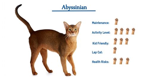 The Abyssinian Cat Breed… Everything You Need to Know at a Glance!