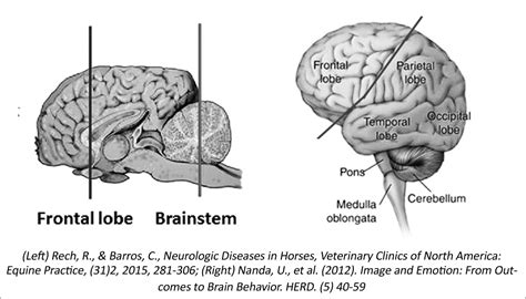 Horse Brain Anatomy