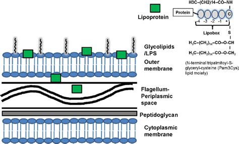 | Structure of spirochetal membrane and lipoproteins. Similarly to ...