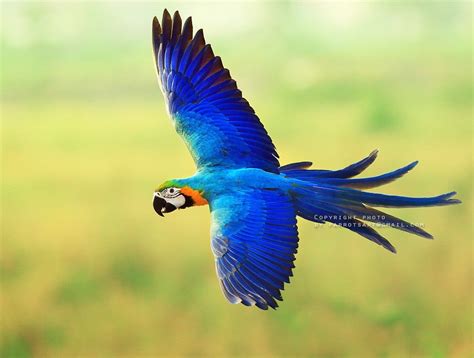 Wildlife & stuff | Macaw, Blue gold macaw, World birds