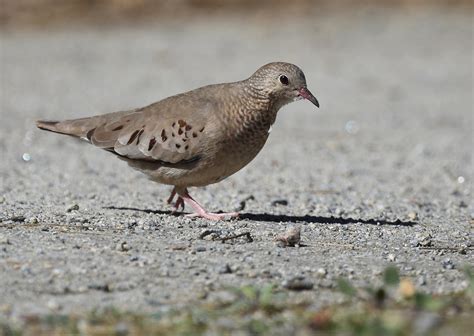 Common Ground Dove | Audubon Field Guide