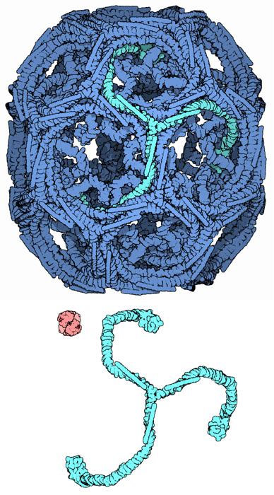 PDB-101: Molecule of the Month: Clathrin