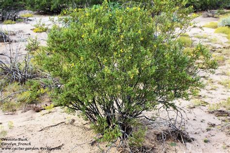 Desert Trees & Shrubs - Cactus Garden: The Sonoran Desert with Child ...