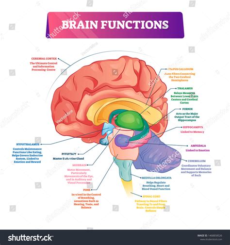 Brain Images Labeled