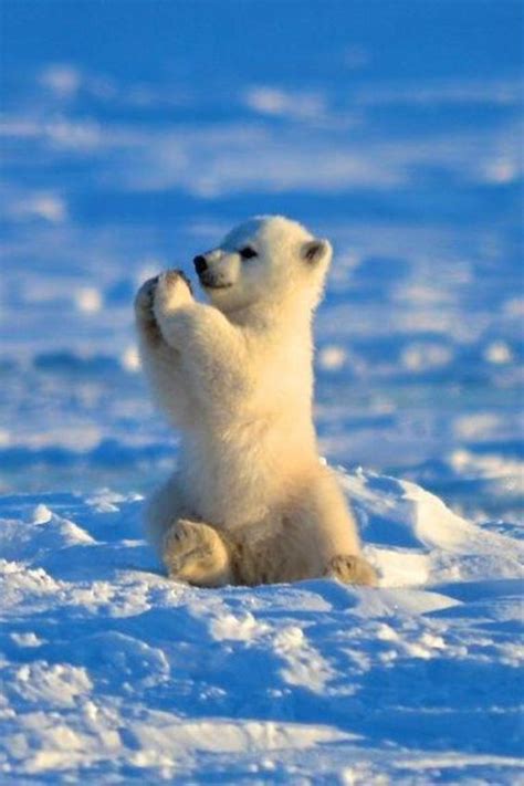 Cute Polar Bear Cub : r/Eyebleach